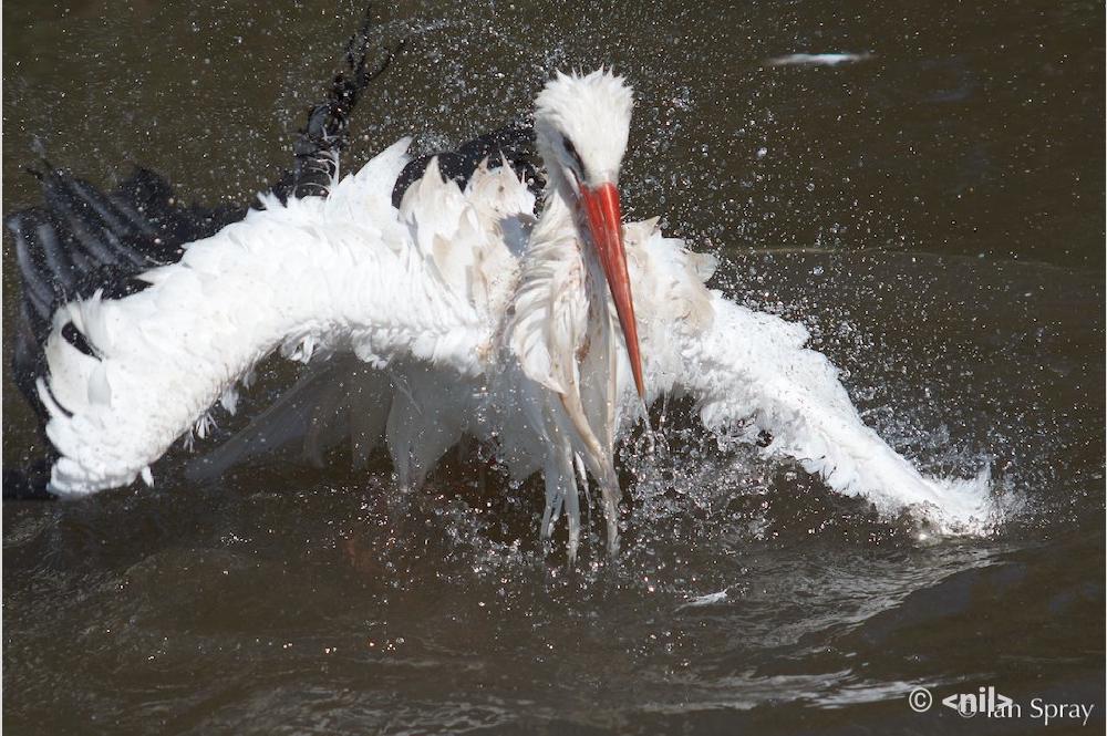 MG_1471.jpg