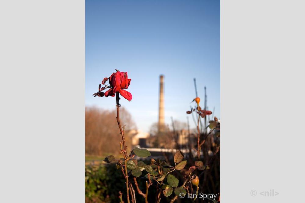Rose-and-Chimney.jpg