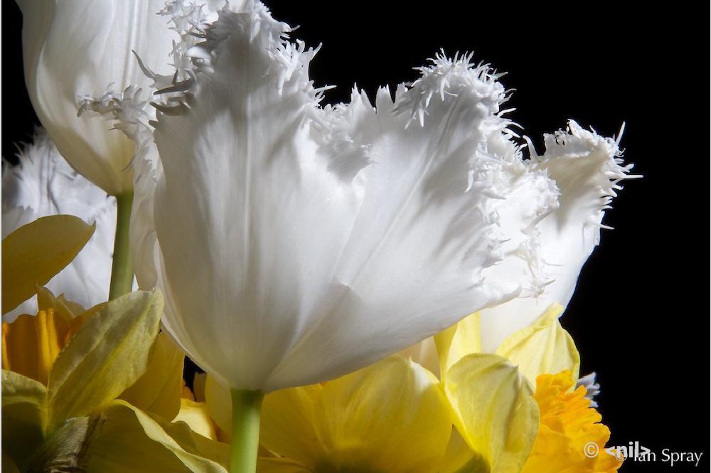 Tulips-and-Daffodils.jpg