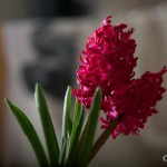 _MG_6555