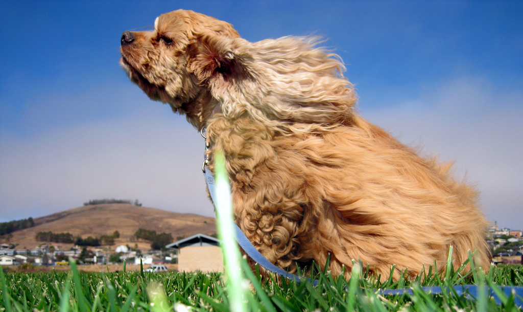 Windy